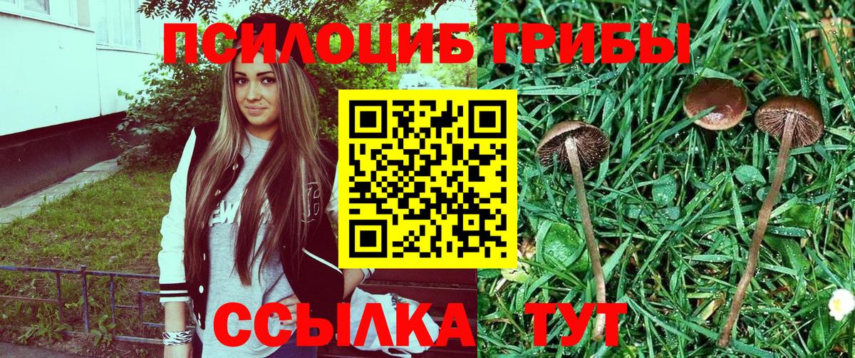 Галлюциногенные грибы прущие грибы Мурманск